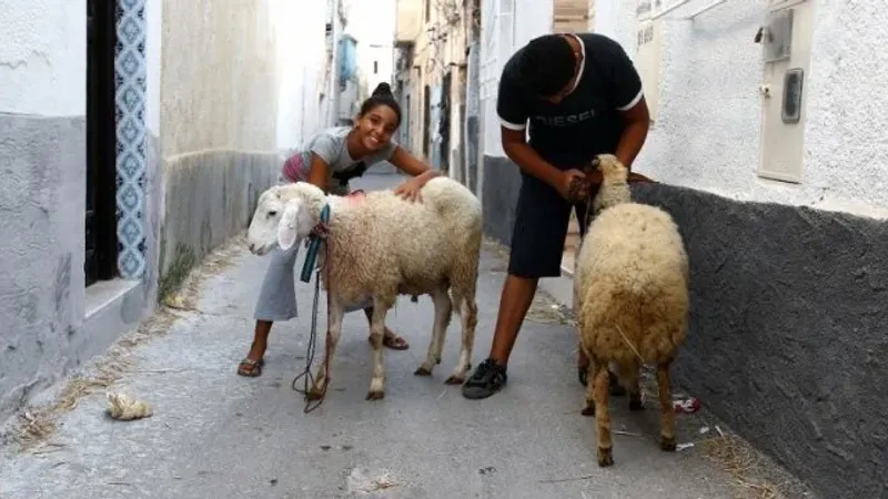 تونس : دعوة دار الإفتاء إلى التدخّل بسبب غلاء أسعار الأضاحي