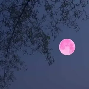 الآن القمر الوردي ينير سماء مصر