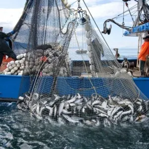 حيرة وقلق بين مراكب الصيد بسبب وفرة الأسماك دون الحجم القانوني