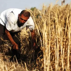 "الزراعة" المصرية تنتهي من إطلاق منظومة كارت الفلاح بجميع المحافظات