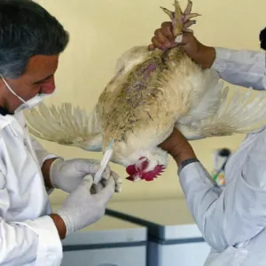 صلاح الدين تسجل أول إصابة بإنفلونزا الطيور