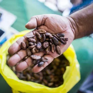 أسعار الكاكاو ترتفع وسط مخاوف الإمدادات في مناطق زراعية رئيسية