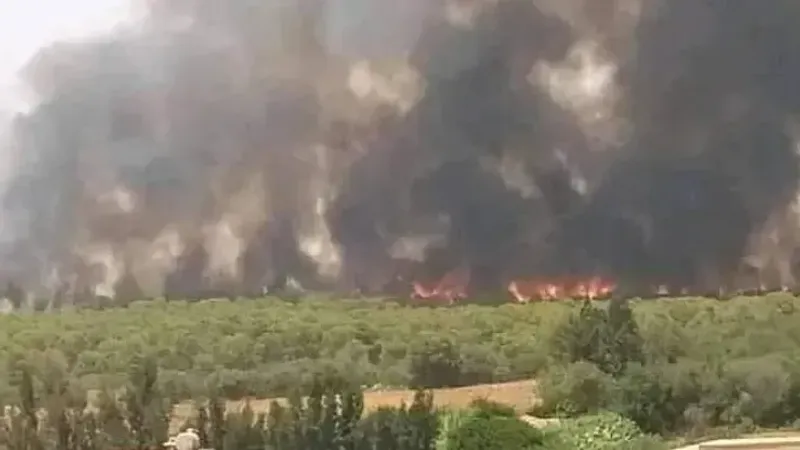 المدير العام للغابات من مستغانم: استلام القاعدة المركزيّة لطائرات إخماد الحرائق بغرب البلاد في 15 جوان