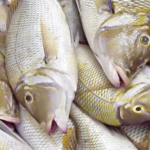 كيف تفرّق بين الأسماك الطازجة والفاسدة؟.. وزارة الصحة توضح