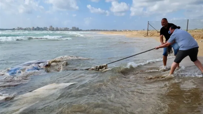 اكتشاف حوت نافق على الشواطئ اللبنانية للسنة الثانية على التوالي
