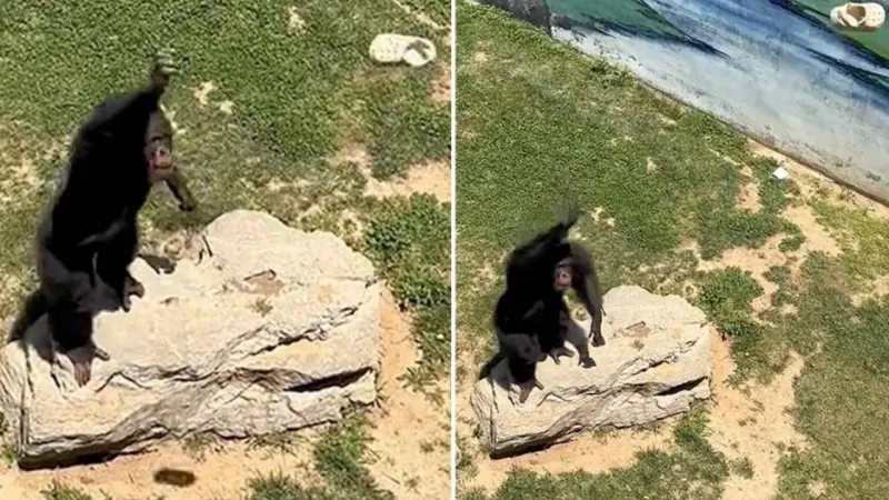 فيديو| شمبانزي يعيد حذاء طفل من القفص