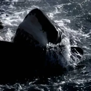 فيديو مذهل لعلماء يطلقون 200 غالون من الدم الاصطناعي لجذب أنثى القرش الأبيض الكبير