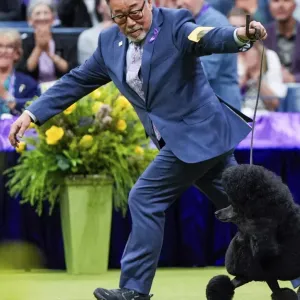 فيديو. كلب بودل أنيق يفوز بجائزة معرض وستمنستر للكلاب