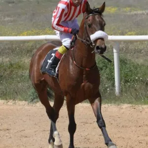 الجواد " نصر شلغوده" يفوز بالجائزة الكبرى للخيول العربية الأصيلة