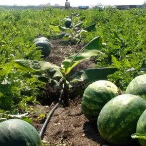 تضرر 2500 هكتار من زراعة البطيخ الأحمر بسوس ومطالب بتدخل الوزارة الوصية