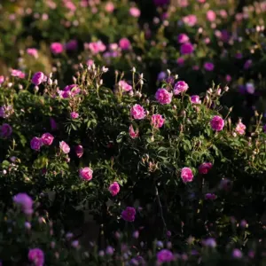 مزارع الورد الطائفي تنتج أكثر من 550 مليون وردة سنويًا