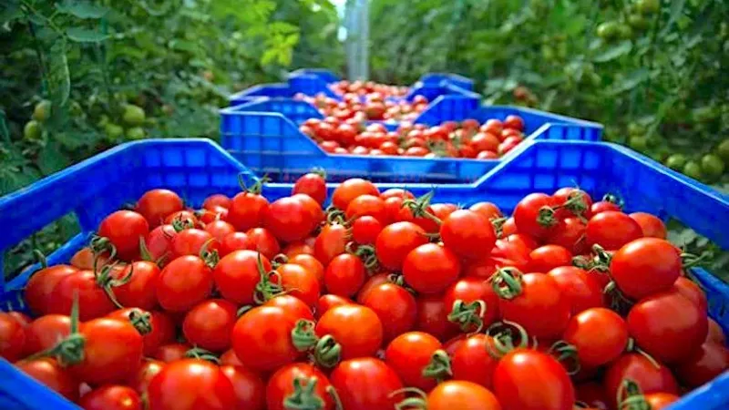 ارتفاع أسعار الطماطم من جديد بالأسواق الوطنية