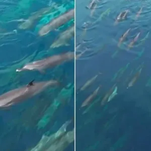 شاهد.. ظهور صغار الدلافين المرقطة في البحر الأحمر