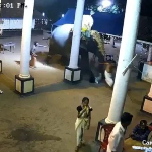 فيل يدهس رجلاً في الهند أثناء استعدادات احتفال ديني في معبد كيرالا