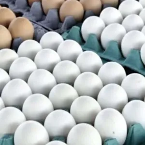 أسعار البيض اليوم الجمعة 24-5-2024 في بورصات الدواجن