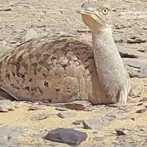 محمية الملك سلمان: ملاذ آمن لبناء أعشاش طائر الحبارى المهدد بالانقراض