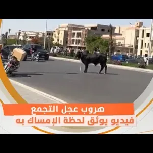 هروب عجل التجمع في شارع التسعين.. فيديو يوثق لحظة الإمساك به
