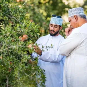 انطلاق فعاليات” قطاف ثمار رمان الجبل الأخضر”