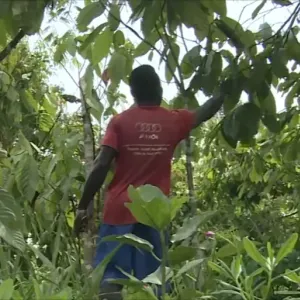 اقتصاد ساحل العاج يتأثر بانخفاض إنتاج الكاكاو