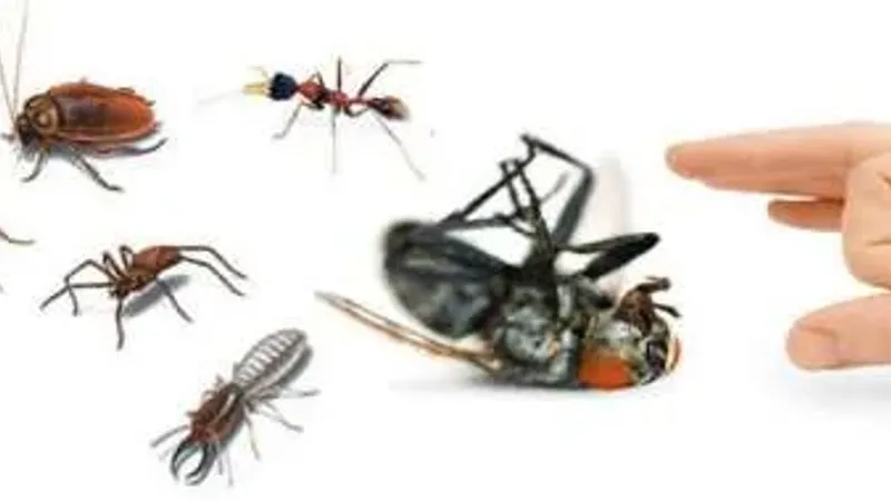 احذر 5 تصرفات خاطئة تجذب حشرات الصيف إلى المنزل.. ابتعدي عن هذه الأمور