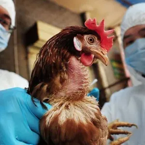 تسجيل أول وفاة بشرية بمتحوّر من إنفلونزا الطيور