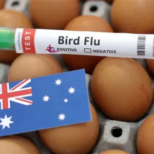 أمريكا تحظر واردات دواجن من ولاية أسترالية بسبب إنفلونزا الطيور