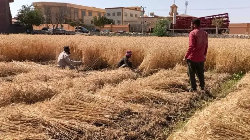«الزراعة»: تقاوي القمح المعتمدة تغطي جميع المحافظات لأول مرة