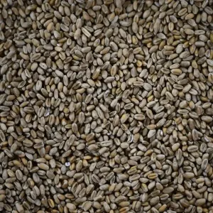 الجزائر تطرح مناقصة دولية لشراء 50 ألف طن من القمح اللين