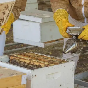 «أبوظبي للزراعة» تؤكد استمرارها في دعم تطوير سلالة النحل الإماراتي