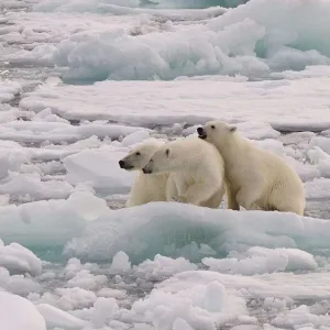تحذير من خلو القطب الشمالي باستمرار من الجليد قريبا