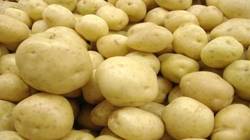 اتحاد الفلاحين يدعو الى اقرار برنامج خزن تعديلي لامتصاص فائض مادة البطاطا من السوق