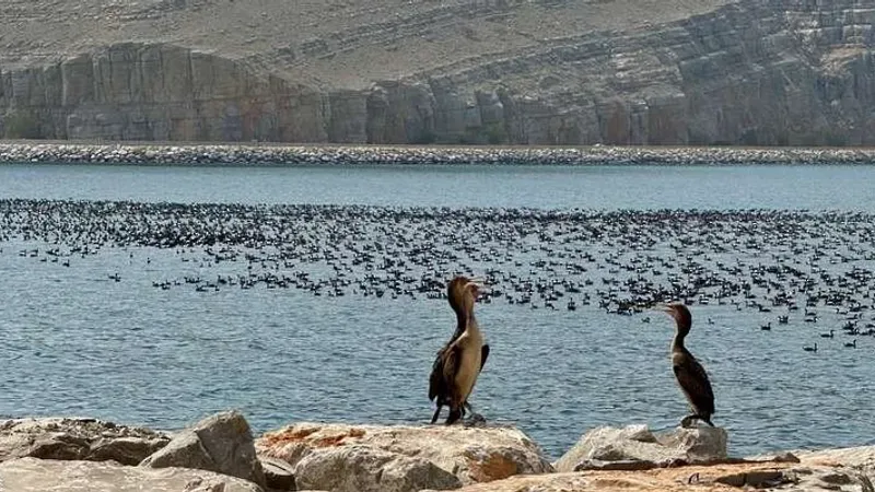 محافظة مسندم.. أبرز المحطات الموسمية لطيور الغاق السقطرية