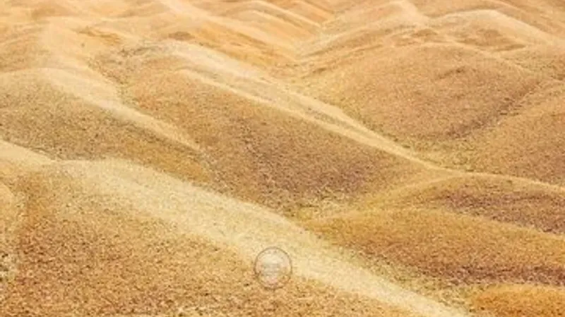 على شكل جبال.. صور #متداولة لمحصول القمح الوفير هذه السنة بأولف - ولاية أدرار- .