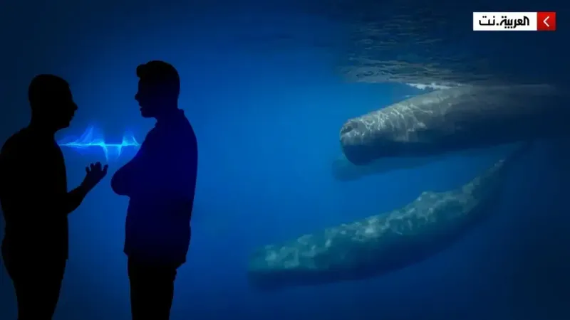 شبيهة بأصوات البشر.. دراسة تكشف طريقة تواصل الحيتان