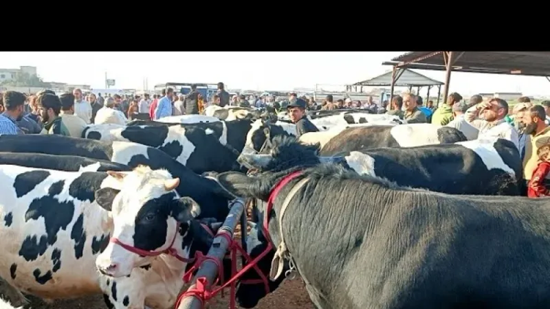 تراجع كبير في أسعار لحوم العجول والبقري قائم اليوم في أسواق الماشية