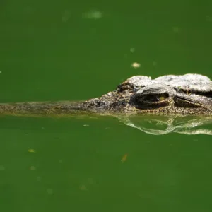 فيديو: تمساح يقتنص طائرة مسيرة ظنا منه أنها وجبة لذيذة