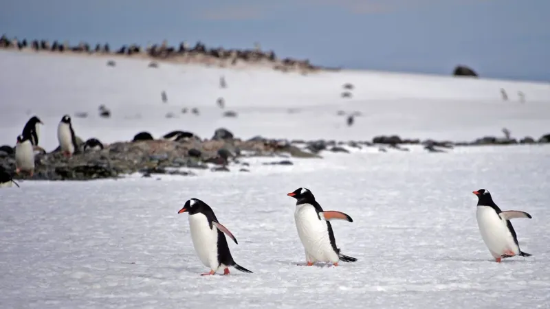 البطاريق في خطر... إنفلونزا الطيور يصل إلى القارة القطبية الجنوبية للمرة الأولى