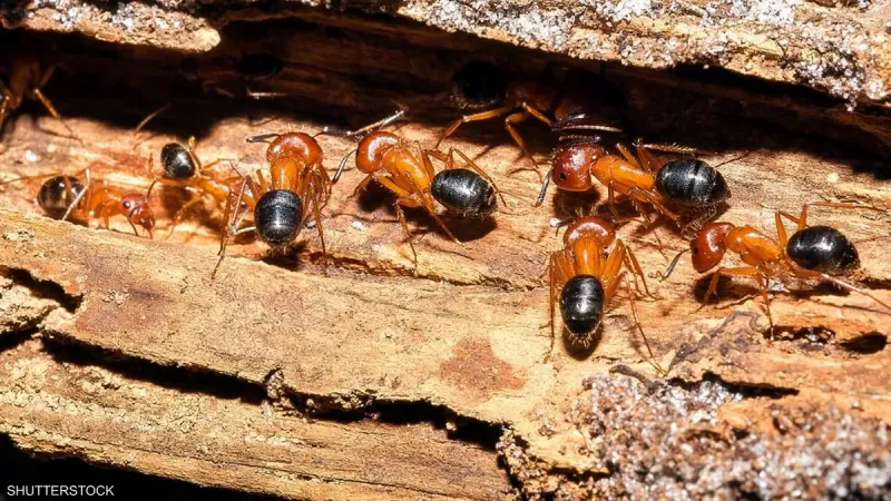 ليس البشر فقط..النمل أيضا يجري عمليات بتر أطراف منقذة للحياة