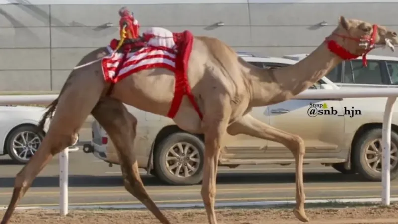 حلَّ ثالثًا في أول مشاركة بمهرجان ولي العهد للهجن.. "زاهر": سأحكي تجربتي لأصدقائي بمصر