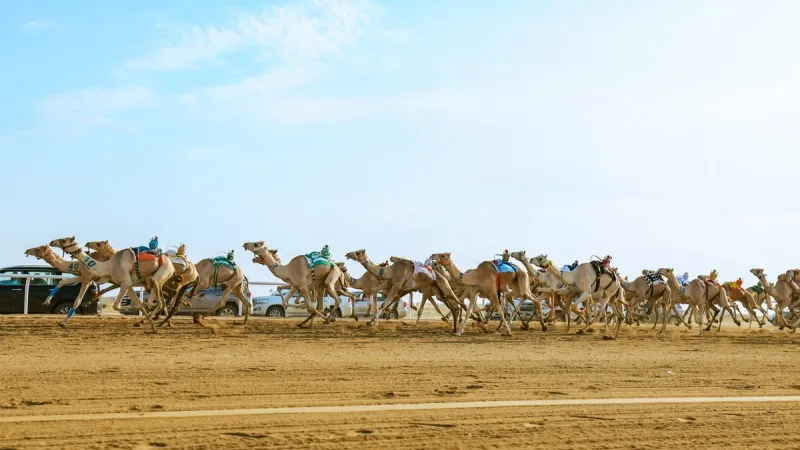 المرحلة النهائية من مهرجان ولي العهد للهجن.. "مذهل" تكسر توقيت العام الماضي الأفضل