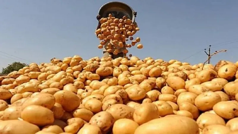 بعد أسابيع من الغلاء .. مهنيون يؤكدون تراجع أسعار البطاطا بأسواق الجملة