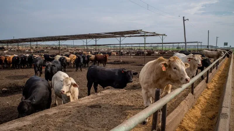الصحة العالمية تحذر.. العثور على فيروس H5N1 في حليب الأبقار بأمريكا  #العالم  #الصحة_العالمية