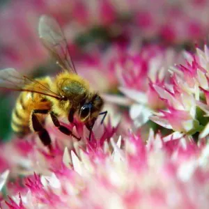 تربية النحل: إعداد مخطط استثماري لجعل سلسلة القيمة في المجال أكثر تنافسية