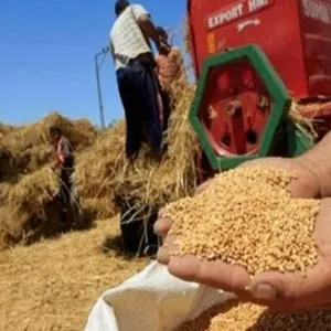 البنك الزراعي المصري: سداد مستحقات مزارعي القمح خلال 24 ساعة من التوريد
