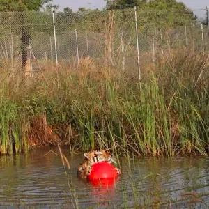 بعد إطلاق سراحه من قفص..شاهد كيف يلعب نمر سعيدّا بكرته الحمراء في بحيرة