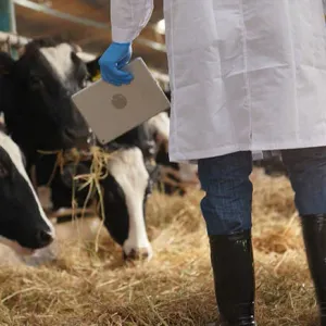 الكاف: تلقيح اكثر من 80 بالمائة من الأبقار و25 بالمائة من المجترات ضد الأمراض المعدية (دائرة الإنتاج الحيواني)
