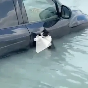 عبر "𝕏": تعلقت بسيارة هربًا.. شاهد لحظة إنقاذ قطة عالقة وسط مياه الأمطار في دبي https://cnn.it/4azGk...