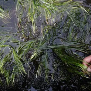 الأعشاب البحرية.. هل تصبح رهان اليابان لمكافحة المناخ؟