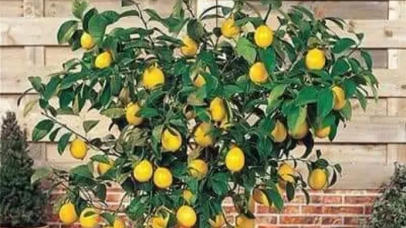 خطوات زراعة شجرة الليمون القزمي في المنزل.. سعر الشتلة 150 جنيها