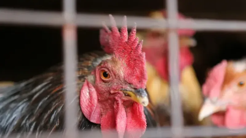 كندا تشدد قيود استيراد الماشية الأميركية بسبب مخاوف من إنفلونزا الطيور